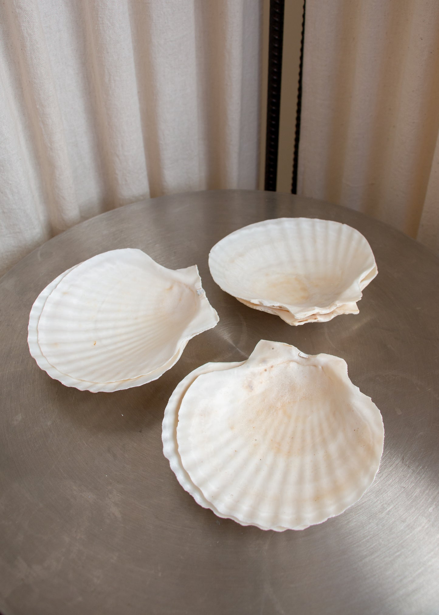 6 x Shell Serving Dishes